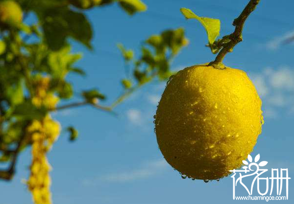柠檬树四季灌溉方法，掌握如何浇水使柠檬树茁壮生长