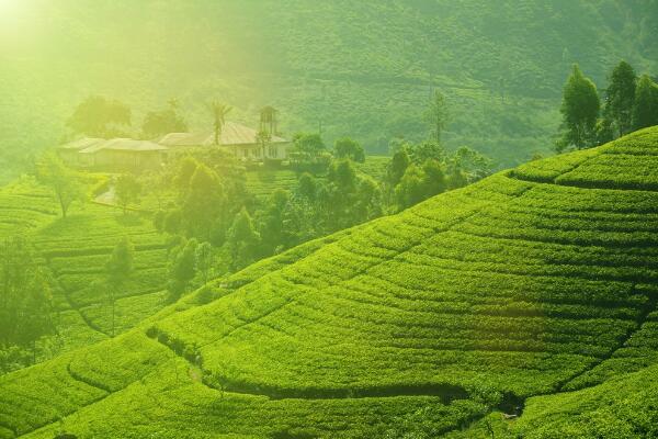 茶树种子种植方法，浇水和施肥最为关键