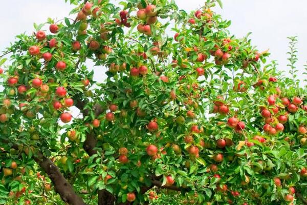 苹果树果实生长快不耐储存，养殖时要避免温差过大
