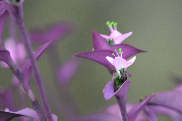 紫竹梅什么时候开花，紫竹梅怎么修剪才好看