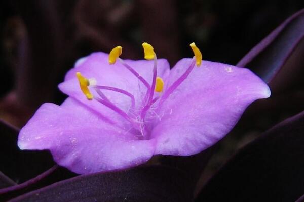 紫竹梅什么时候开花，紫竹梅怎么修剪才好看