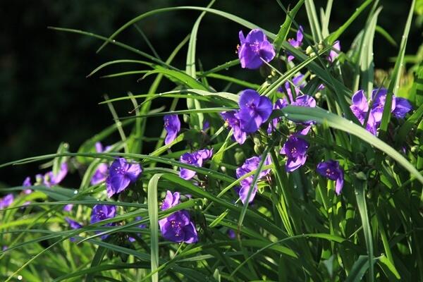 紫露草的养殖方法，切忌土壤内不可以形成积水