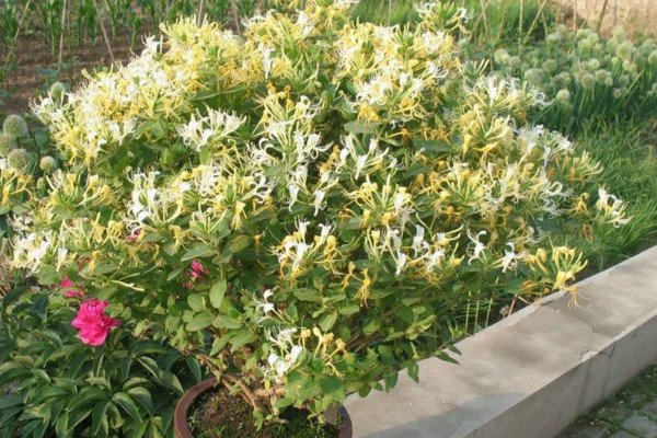 盆栽金银花种植方法有哪些，及时修剪防止植株生长不良
