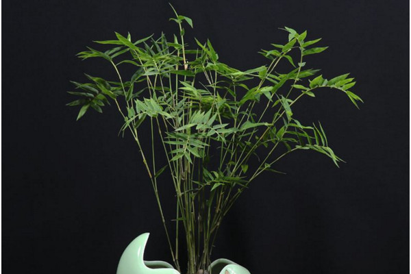 米竹怎么养，在偏酸性土壤中更利于生长