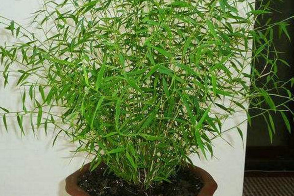 米竹怎么养，在偏酸性土壤中更利于生长