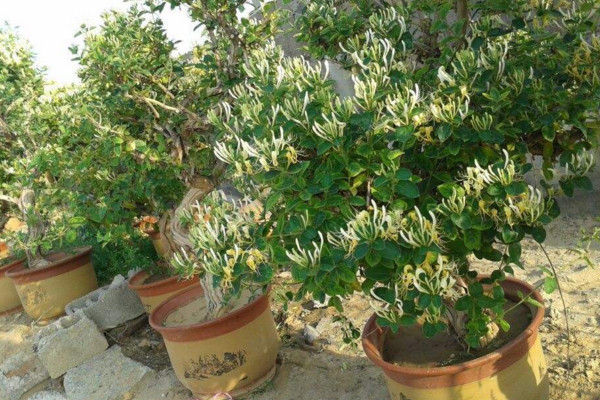 盆栽金银花种植方法