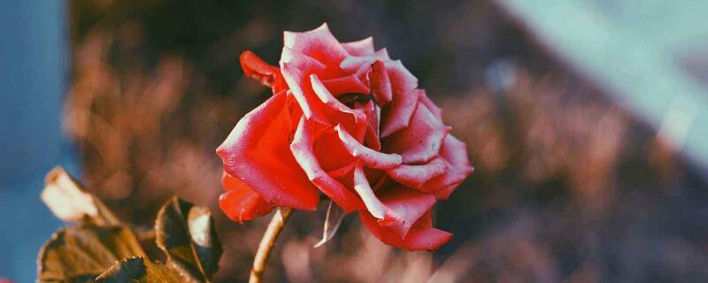 红玫瑰花语