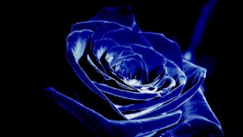 花语网 花语大全 花语      作为玫瑰界的新宠,蓝色深邃高贵,沉默又
