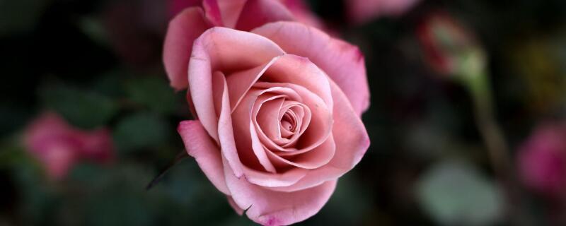 粉玫瑰的花语
