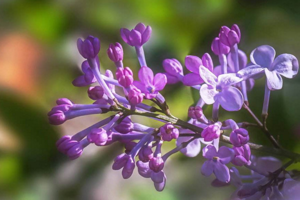 紫丁香的花语