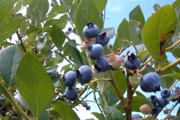 蓝莓树如何修剪