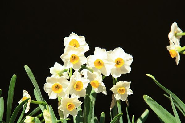 水仙花什么时候开花，一月开花养护得当可到3月