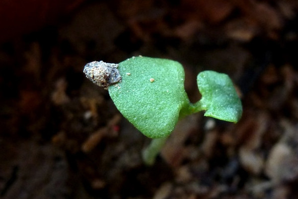 蝴蝶兰种子催芽方法，无菌催芽能保证顺利萌芽