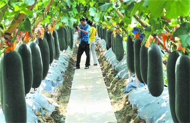 黑皮冬瓜专业的栽培技术