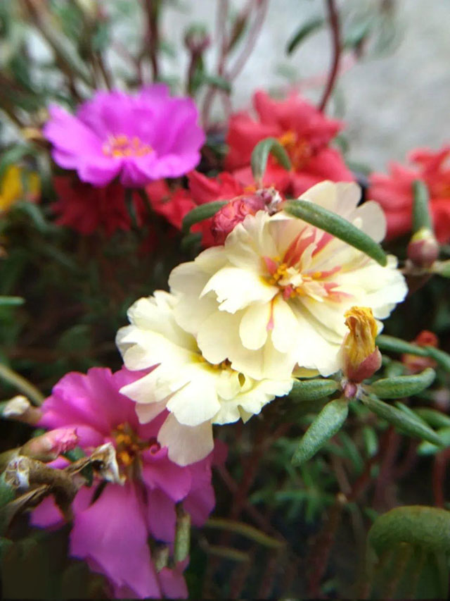 懒人最适合养殖的10种盆花