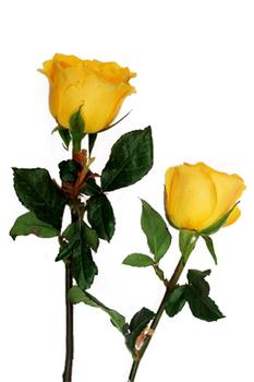 2多黄色玫瑰