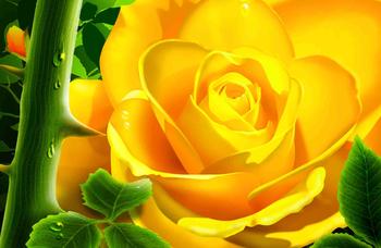 金黄色的玫瑰