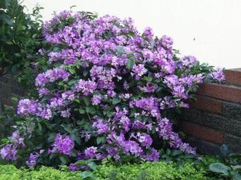 野生紫罗兰花
