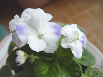 白色紫罗兰