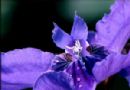 蓝紫色鸢尾花图片