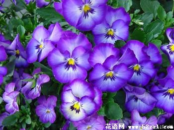 深紫色三色堇