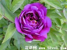 紫色芍药花