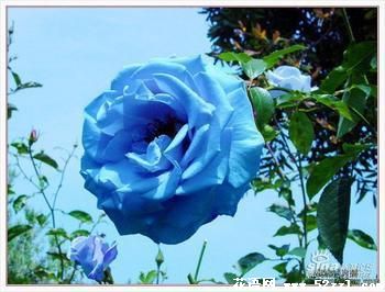 绽放的蓝玫瑰