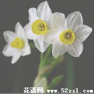 中国水仙花的花语