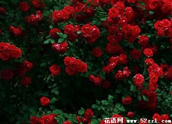 深红色蔷薇的花语