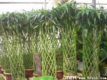 如何让富贵竹四季常青 富贵竹常年浓绿的方法