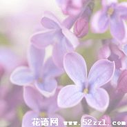 紫菀花的花语