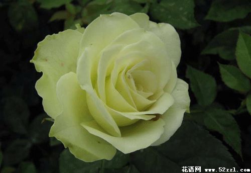 浅绿色玫瑰