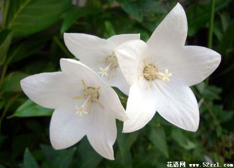 白色的桔梗花