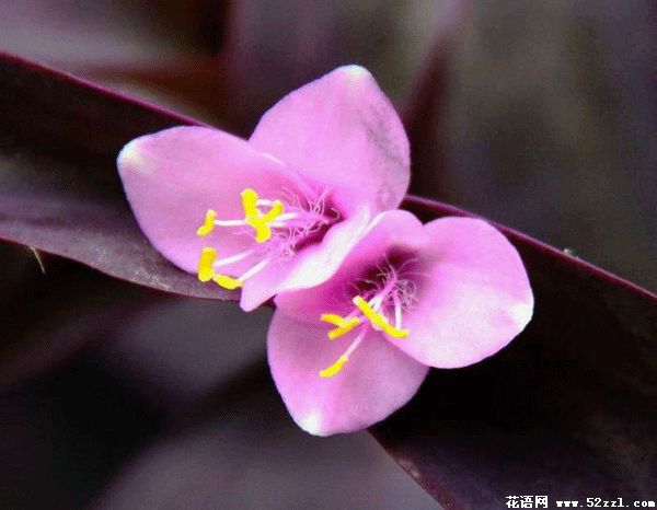 粉色紫罗兰