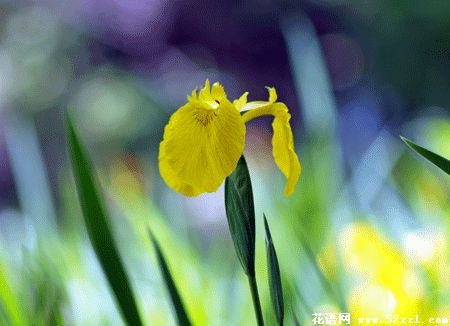 黄色鸢尾花