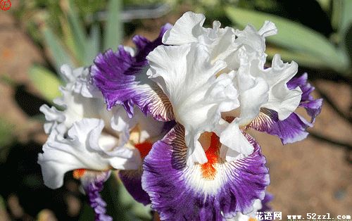 紫白色鸢尾花