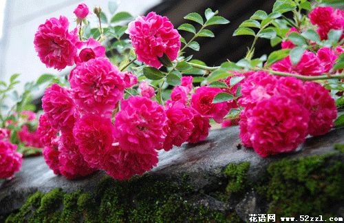 粉红色蔷薇花