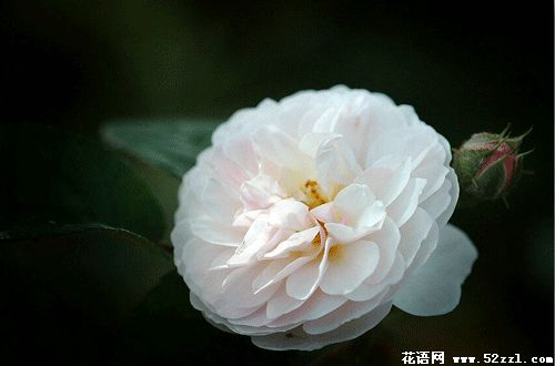 粉白重瓣蔷薇花