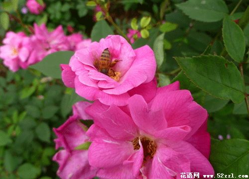 粉红蔷薇花