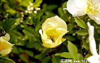 黄色蔷薇花