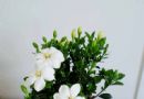 栀子花盆景图片