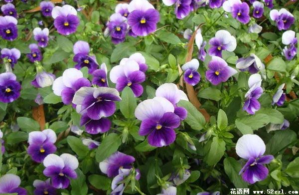紫白双色三色堇