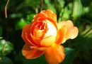 1朵玫瑰花的图片