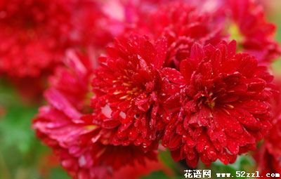 红菊花的花语