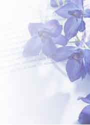 紫罗兰花的花语