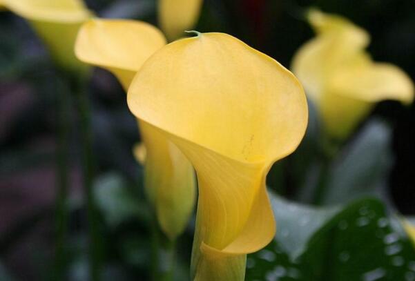 黄色马蹄莲的花语