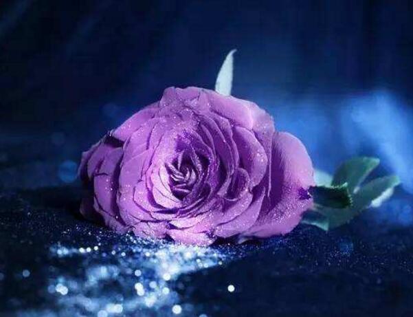紫玫瑰花语,全世界只对你有感觉