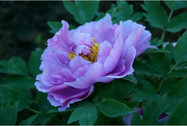紫牡丹的花语