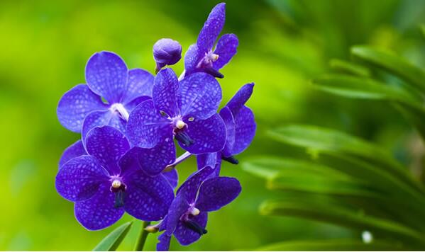 紫色紫罗兰的花语