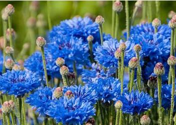 矢车菊是哪国的国花 蓝色矢车菊被德国奉为国花